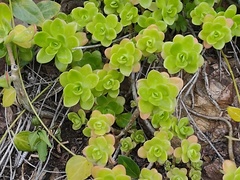 Sedum kimnachii
