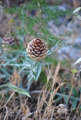 Leuzea conifera