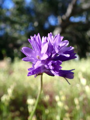 Dichelostemma congestum