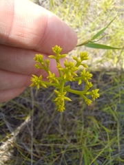 Polygala ramosa