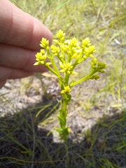 Polygala ramosa