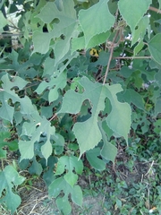 Broussonetia papyrifera
