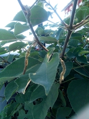 Broussonetia papyrifera