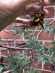 Gymnosporangium clavariiforme