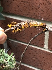 Gymnosporangium clavariiforme