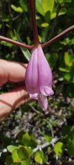 Cleistesiopsis divaricata