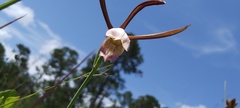 Cleistesiopsis divaricata