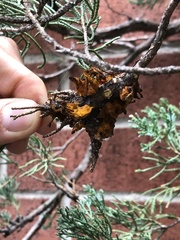 Gymnosporangium clavariiforme