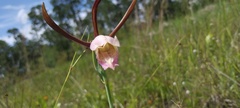 Cleistesiopsis divaricata