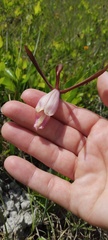 Cleistesiopsis divaricata
