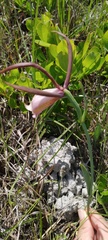 Cleistesiopsis divaricata