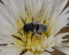 Megachile saulcyi