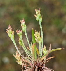 Plantago elongata