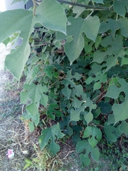 Broussonetia papyrifera