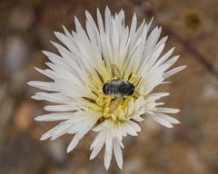 Megachile saulcyi