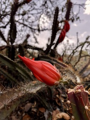 Disocactus speciosus speciosus