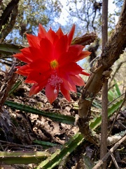 Disocactus speciosus speciosus