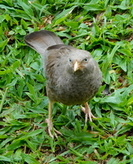 Argya affinis taprobanus