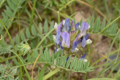 Astragalus kurdaicus