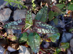 Collinsia tinctoria