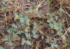 Acmispon micranthus