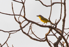 Malaconotus blanchoti