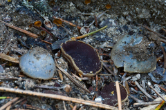 Daleomyces