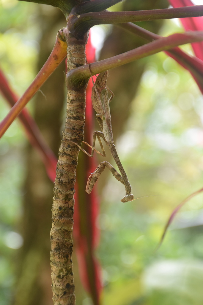 Stagmomantis thoracica