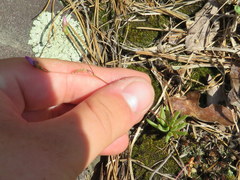 Phemeranthus calycinus