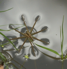 Nilus