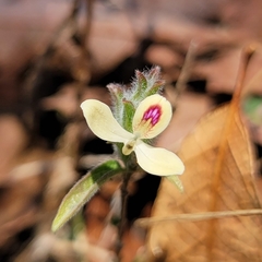 Tetrameriinae