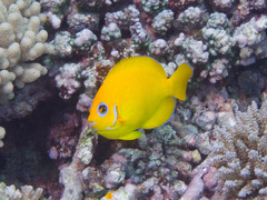 Lemonpeel Angelfish photo 4