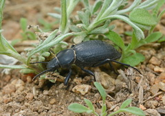 Tentyria nomas