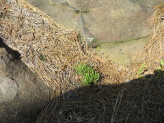 Phemeranthus calycinus