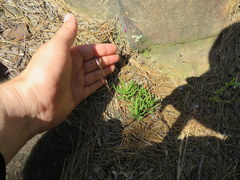 Phemeranthus calycinus