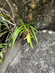 Phragmipedium