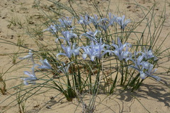 Iris tenuifolia
