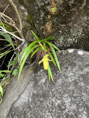 Phragmipedium