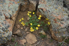 Ranunculus polyrhizos