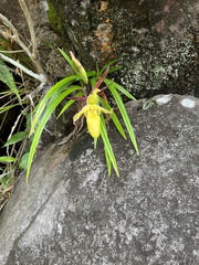 Phragmipedium