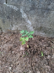Lamprocapnos spectabilis