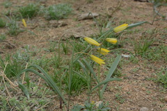 Tulipa sylvestris biebersteiniana
