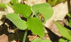 Simandrena