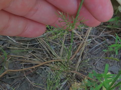 Spermolepis inermis