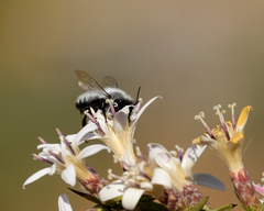 Megachile saulcyi