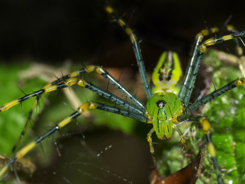 Peucetia madagascariensis