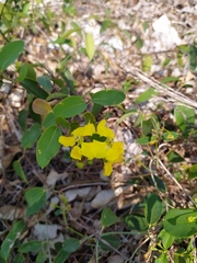 Stigmaphyllon ellipticum