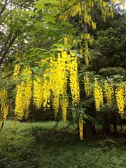 Laburnum