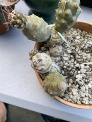 Tephrocactus