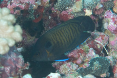 Centropyge multispinis